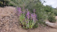 Penstemon spectabilis spectabilis