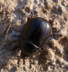 Pentodon algerinus