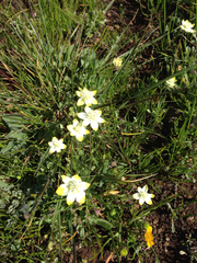 Platystemon californicus