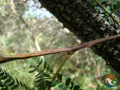 Senegalia subangulata