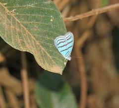 Cepheuptychia cephus