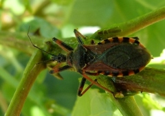 Rhynocoris cuspidatus