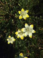 Platystemon californicus