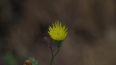 Malacothrix clevelandii