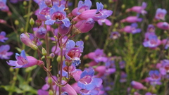 Penstemon spectabilis spectabilis