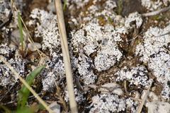 Stereocaulon paschale