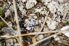 Stereocaulon paschale