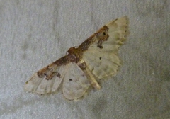 Idaea mustelata