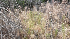 Malacothrix clevelandii