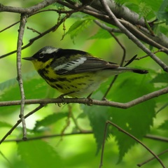 Setophaga magnolia