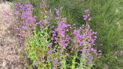 Penstemon spectabilis spectabilis