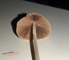 Psathyrella