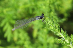 Cyanallagma bonariense