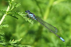 Cyanallagma bonariense