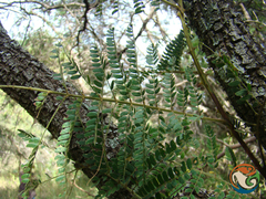 Senegalia subangulata