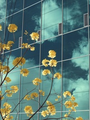 Handroanthus chrysanthus