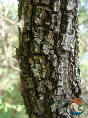 Senegalia subangulata