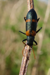 Strongylium testaceotibiale