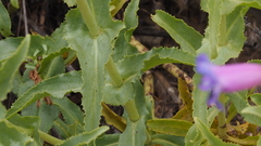 Penstemon spectabilis spectabilis