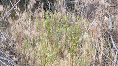 Malacothrix clevelandii