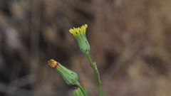 Malacothrix clevelandii
