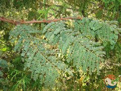 Senegalia subangulata