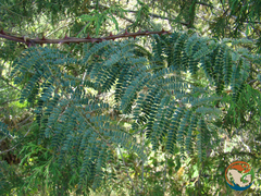 Senegalia subangulata