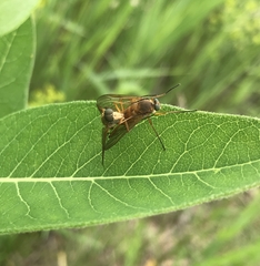 Tabanomorpha