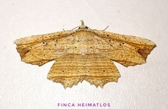 Oroscopa variegata