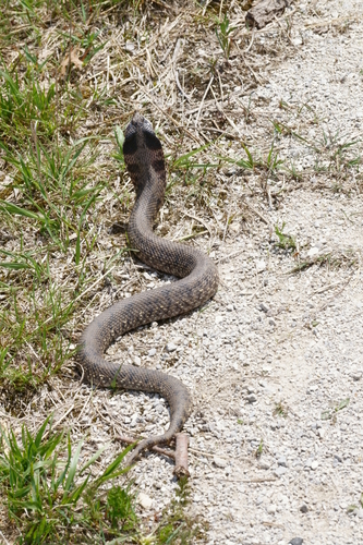 Eastern Hognose Snake photographed in Illinois