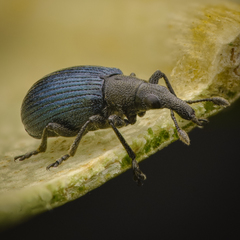 Perapion hydrolapathi