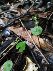 Acianthus sinclairii