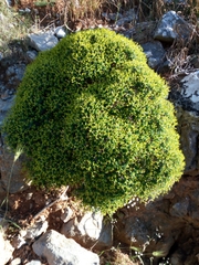 Euphorbia acanthothamnos