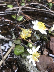 Caltha biflora