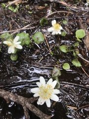 Caltha biflora