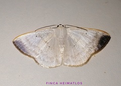Lomographa nubimargo
