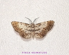 Physocleora albibrunnea