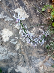 Petromarula pinnata
