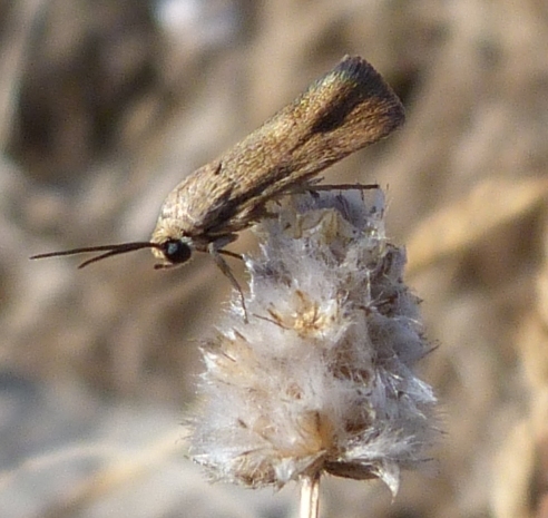 Brachodes gaditana