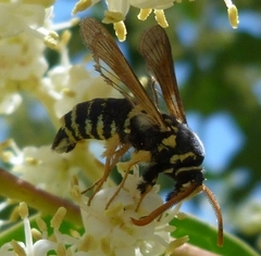 Paranthrene tabaniformis