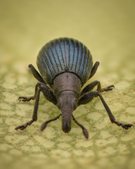 Perapion hydrolapathi