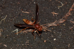 Polistes mexicanus
