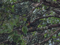 Turdus rufitorques