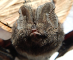 Barbastella barbastellus