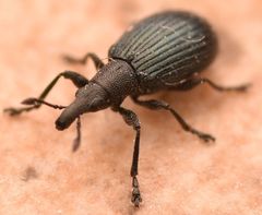 Perapion hydrolapathi