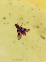 Trichodes bibalteatus