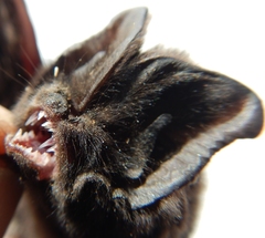 Barbastella barbastellus