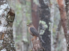 Turdus rufitorques