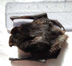 Barbastella barbastellus