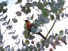 Turdus rufitorques